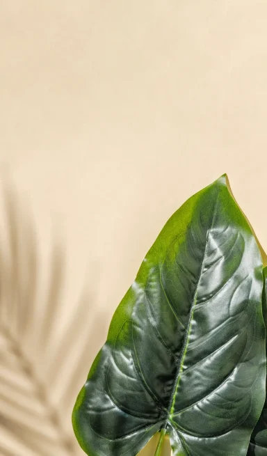 modern-image-of-a-tropical-leaf-and-the-shadow-of-2026-03-16-06-28-06-utc